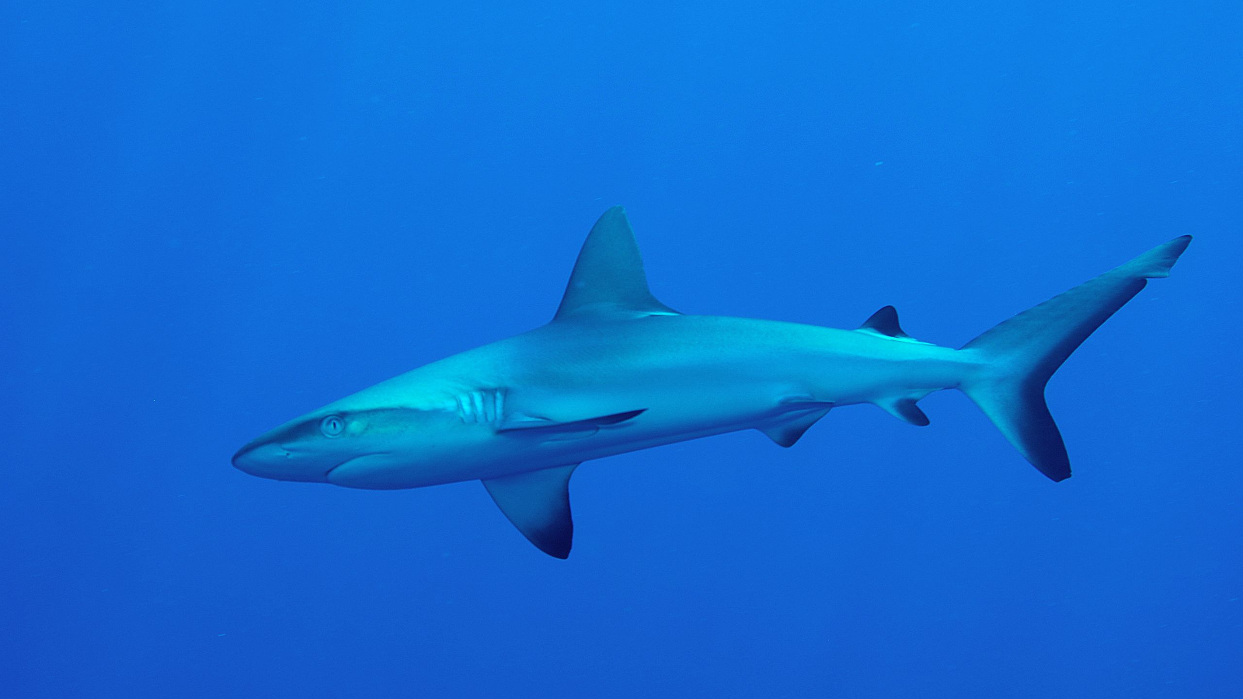 Grey reef shark
