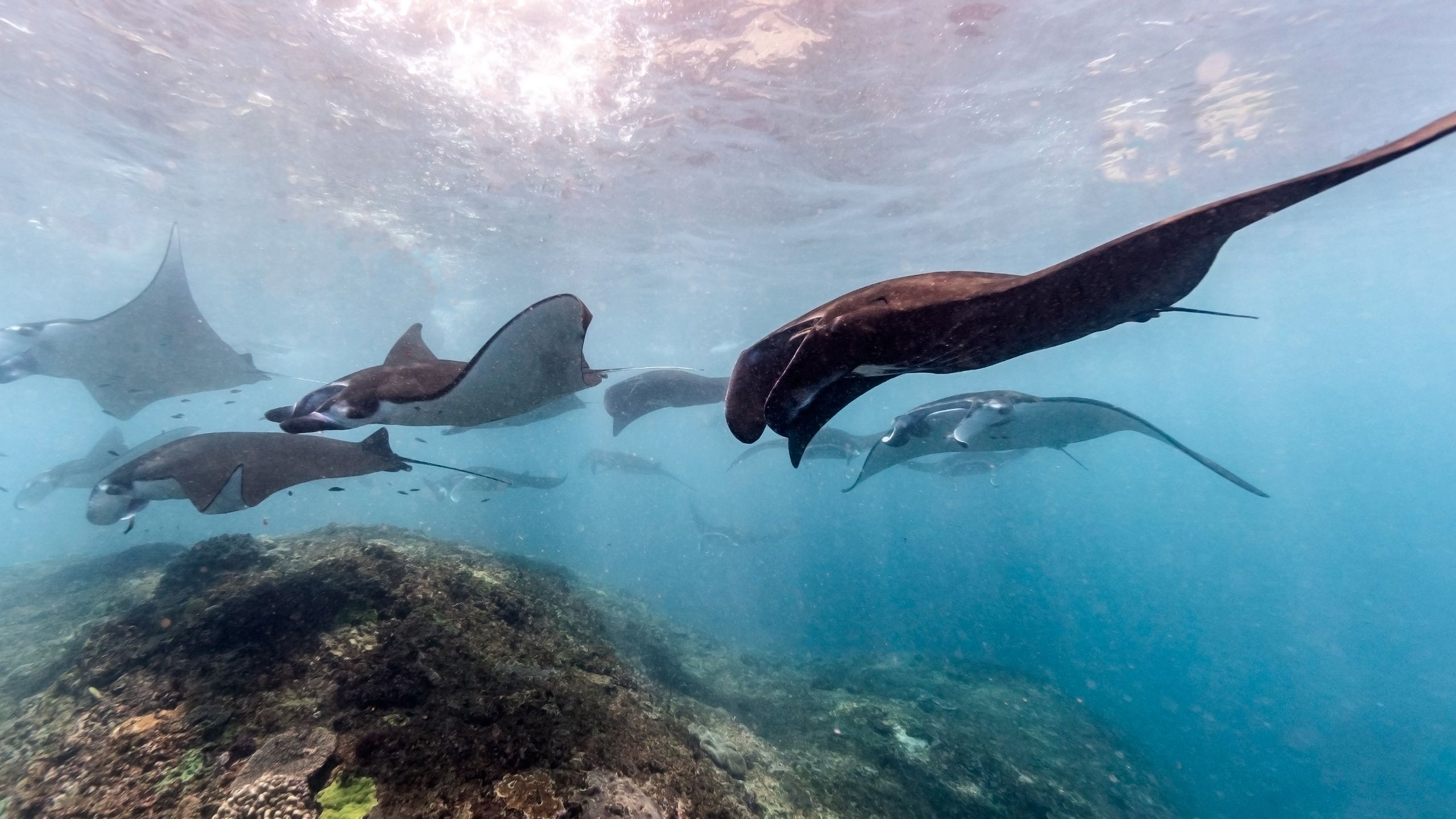 Eagle rays swimming underwater