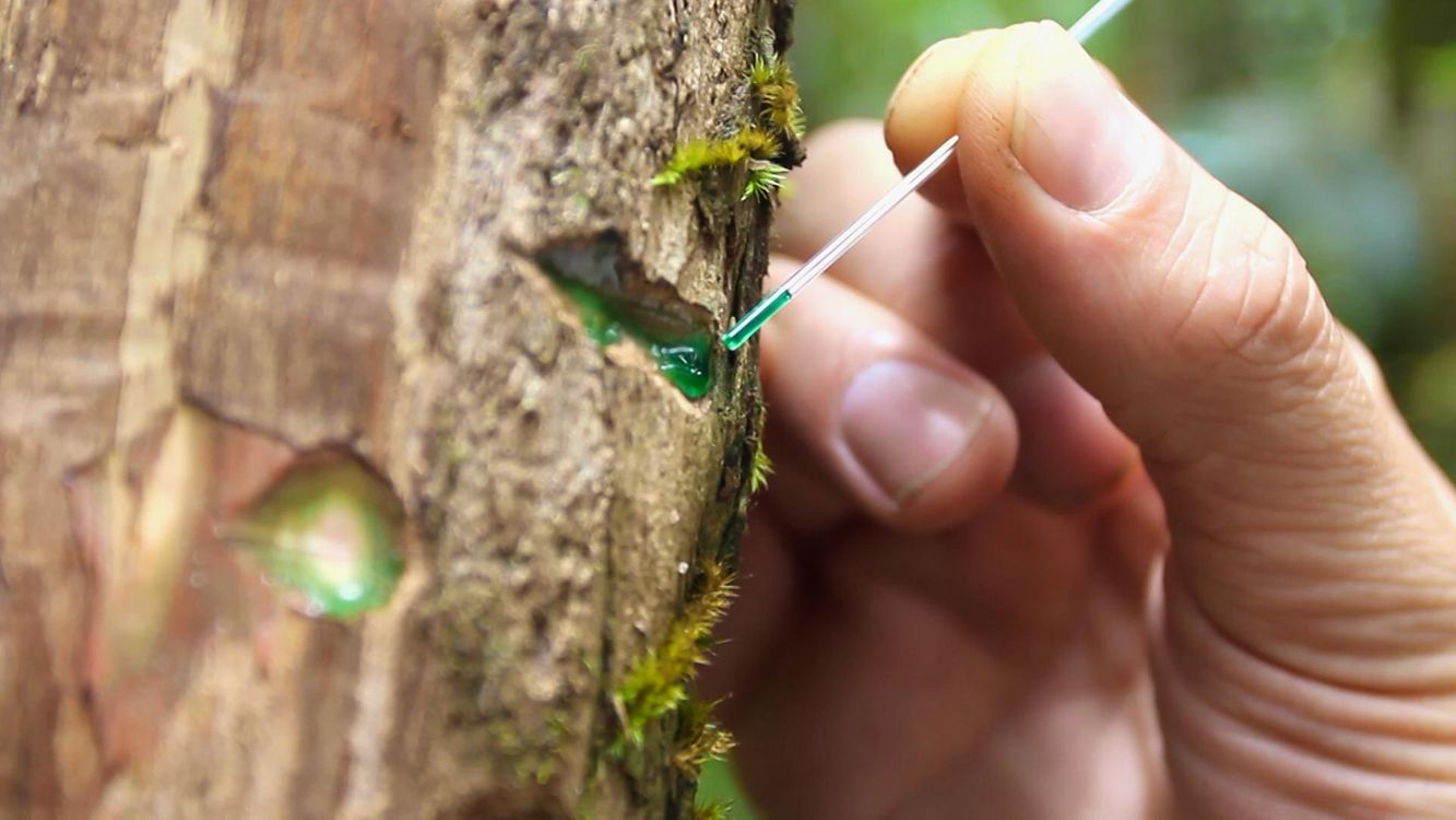 Green phloem sap exuding from Phyllanthus balgooyi in Sabah (Malaysia) containing 20% nickel. Credit: Antony van der Ent, UQ.