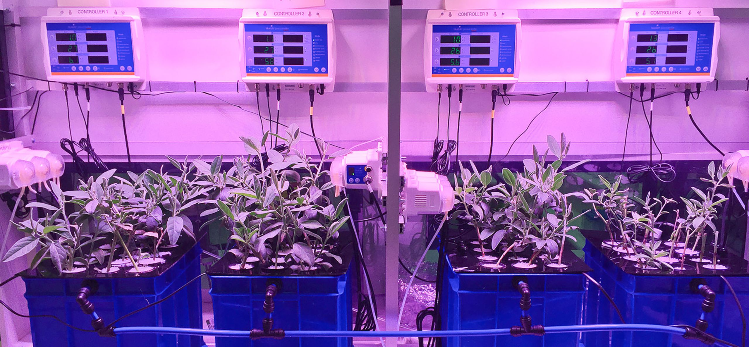 Laboratory hydroponics dosing experiment with the zinc hyperaccumulator Crotalaria novo-hollandiae. Credit: Antony van der Ent, UQ.