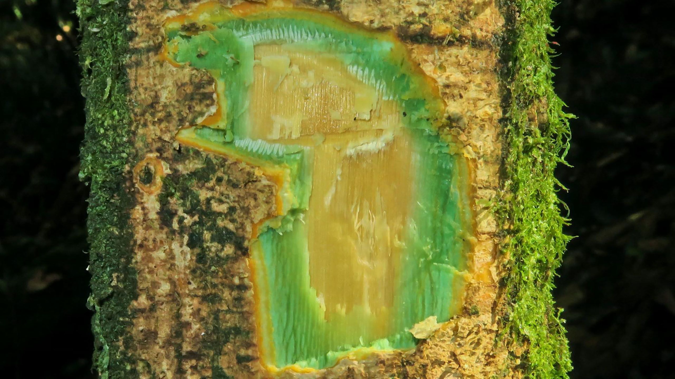 The green phloem tissue of the tree Hybanthus austrocaledonicus from New Caledonia is rich in nickel giving it a green coloration. Credit: Antony van der Ent, UQ.