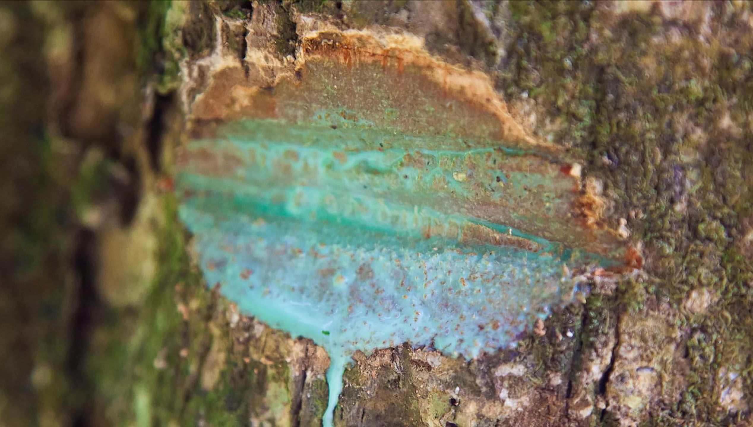 The famous blue-green latex of Pycnandra acuminata from New Caledonia contains an astounding 25% nickel. Credit: Antony van der Ent, UQ.