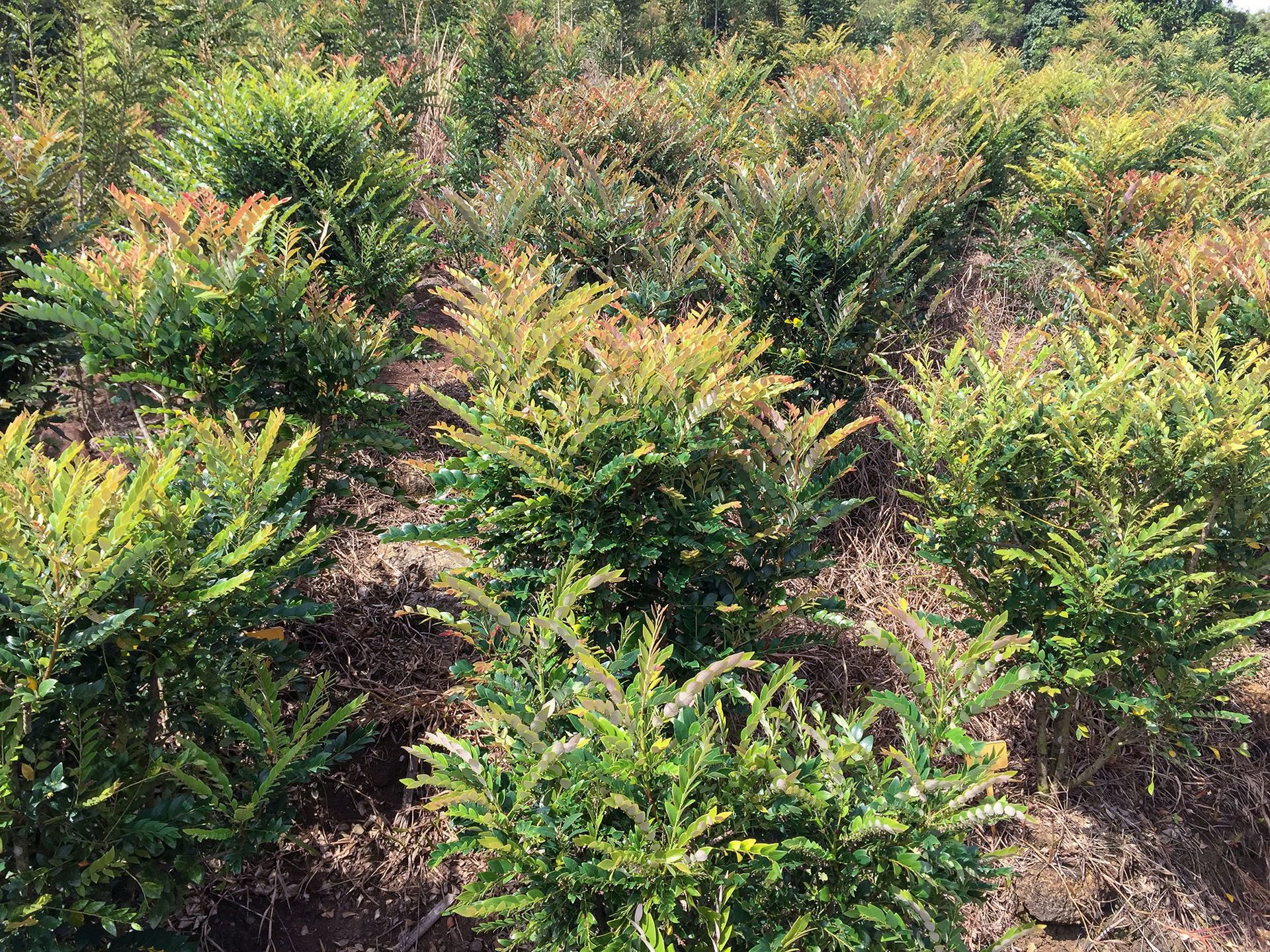 The nickel 'metal crop' Phyllanthus rufuschaneyi in an experimental agromining field in Sabah, Malaysia. Credit: Antony van der Ent, UQ.