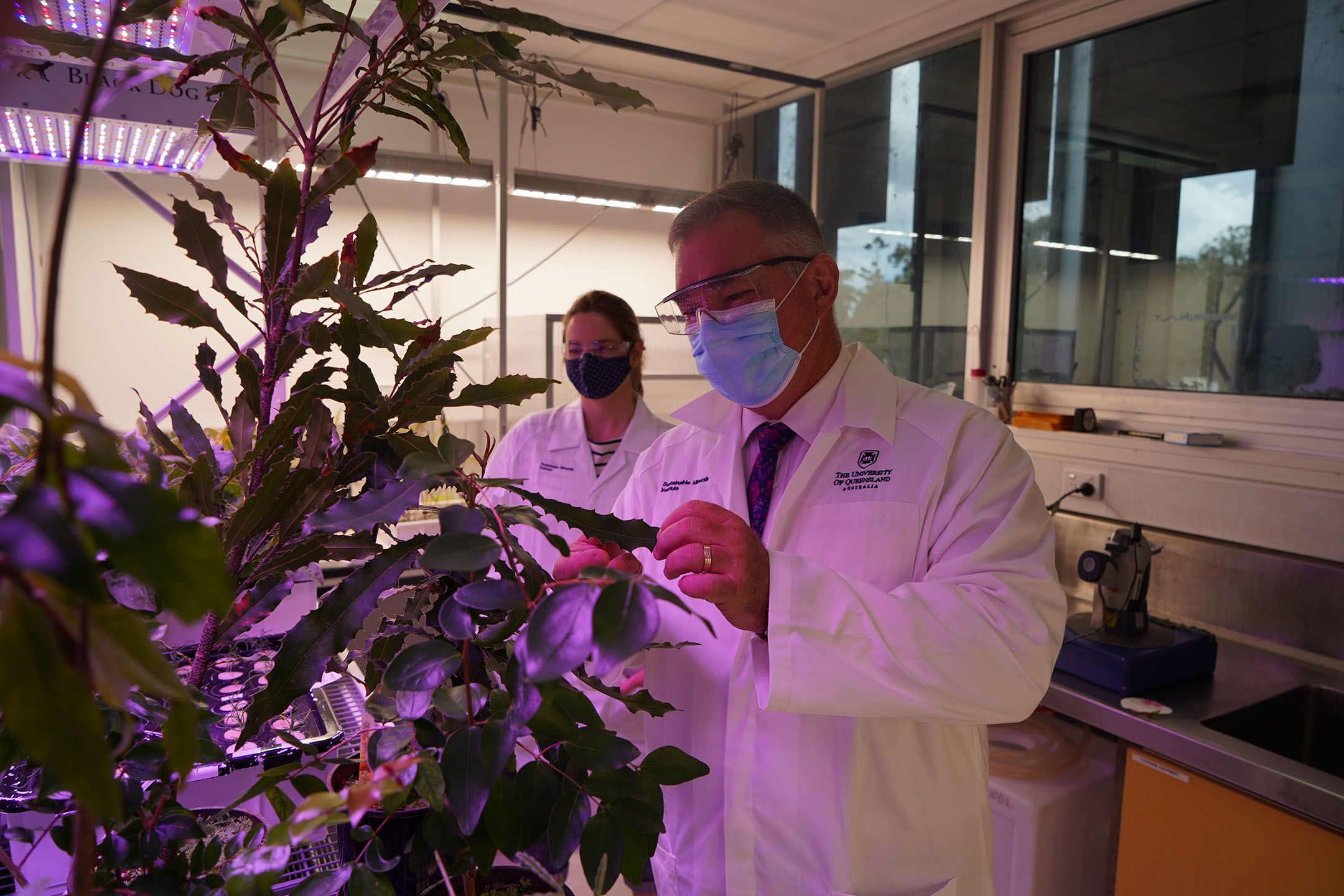 Queensland Minister for Resources Scott Stewart looking at a plant in the SMI laboratory