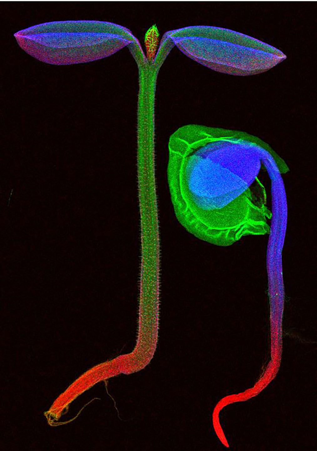 Synchrotron X-ray fluorescence microscopy image of Alyssum murale seedlings. The colours denote different elements, here red shows potassium, green calcium, and blue nickel. This data was acquired on the X-ray Fluorescence Microscopy beamline of the Australian Synchrotron (part of ANSTO), Victoria, Australia.