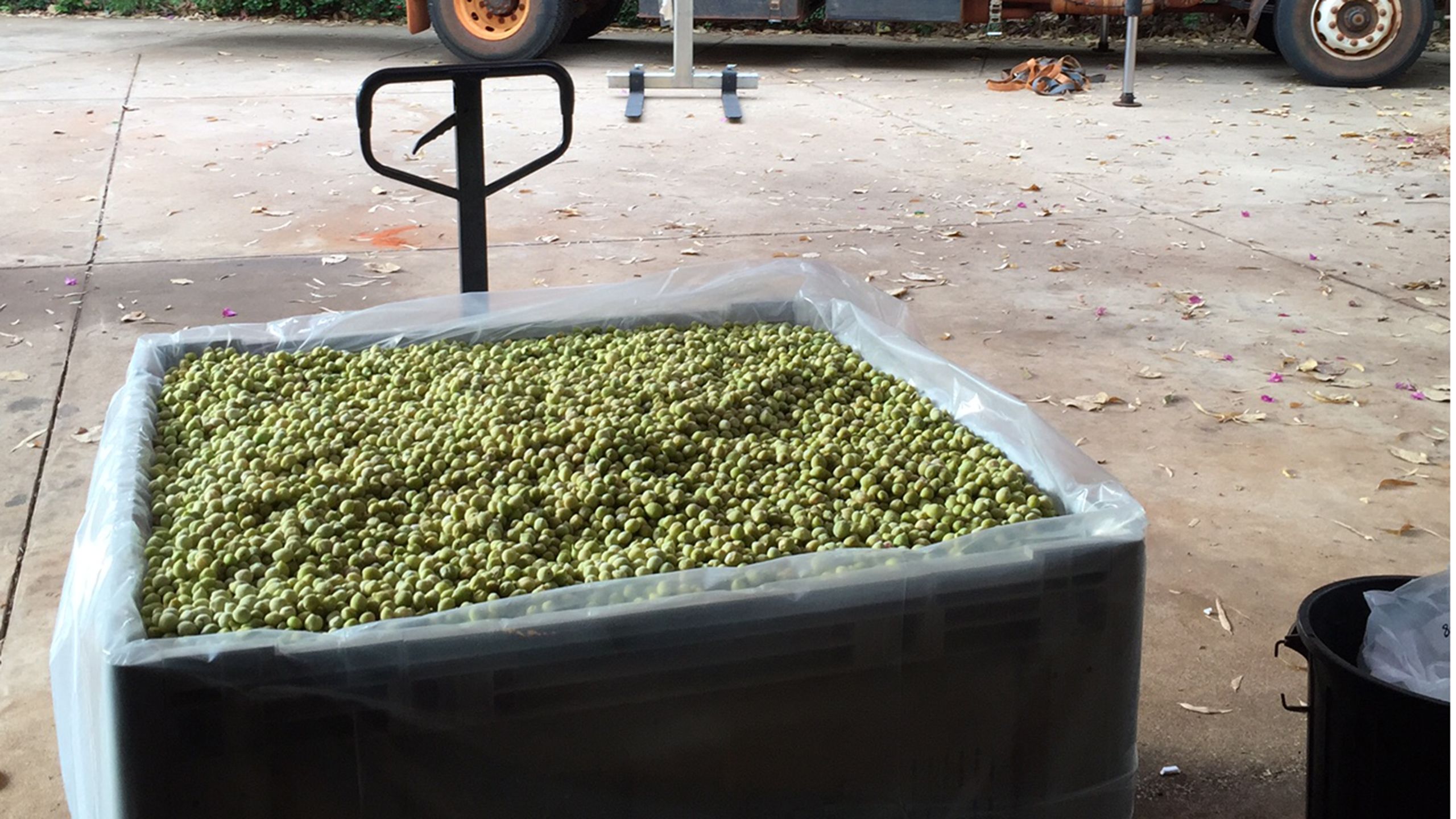 Large square-shaped bin full of green-coloured Kakadu plums