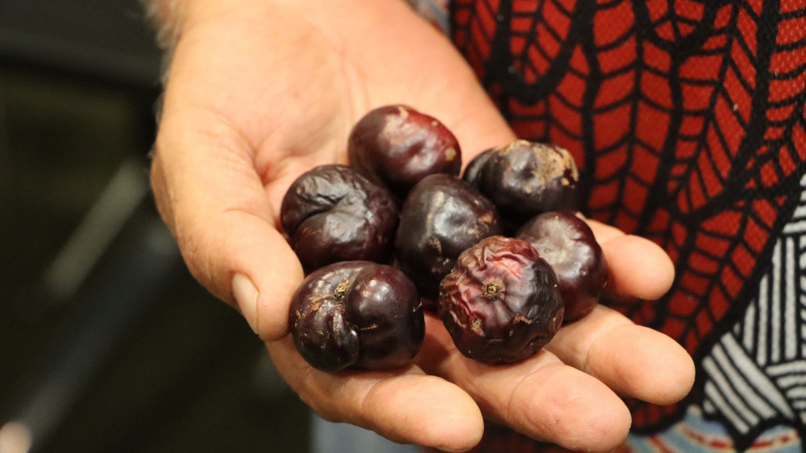 Burdekin plums. Image: M. Puls
