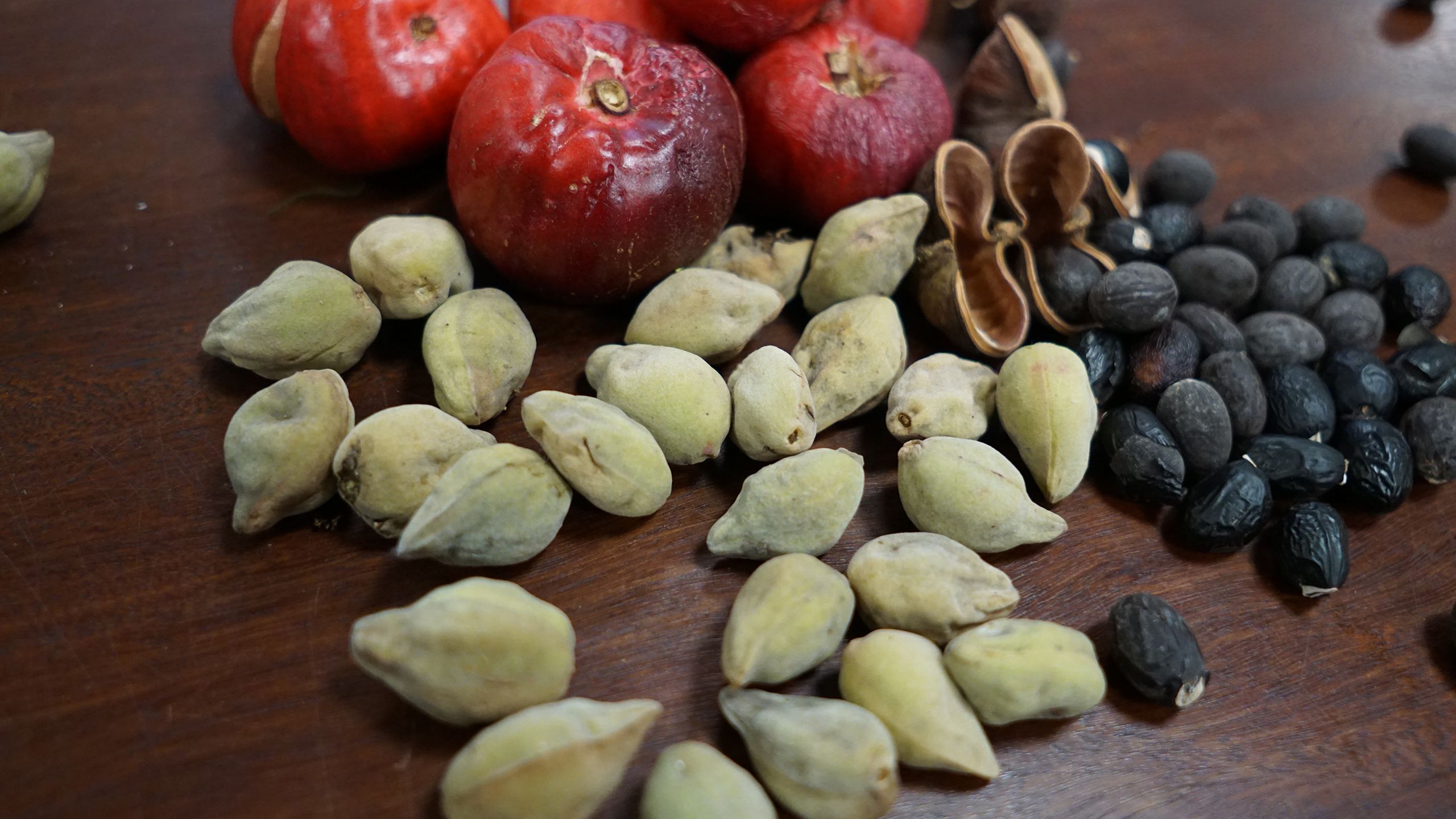 Bush foods. Image: Selina Fyfe