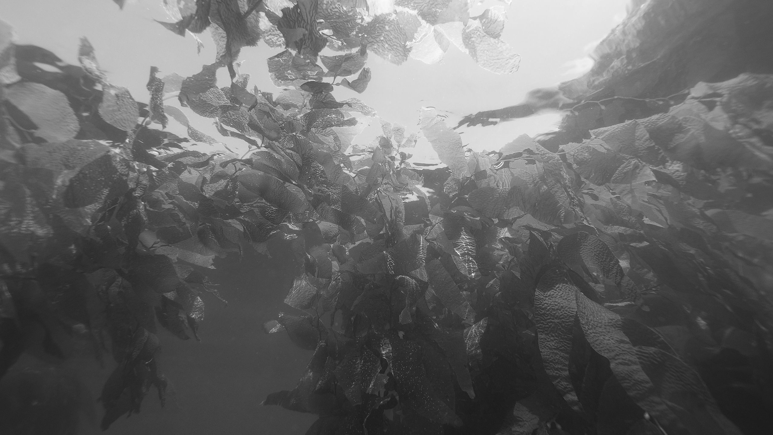 Underwater image of a kelp forest off the coast of California.