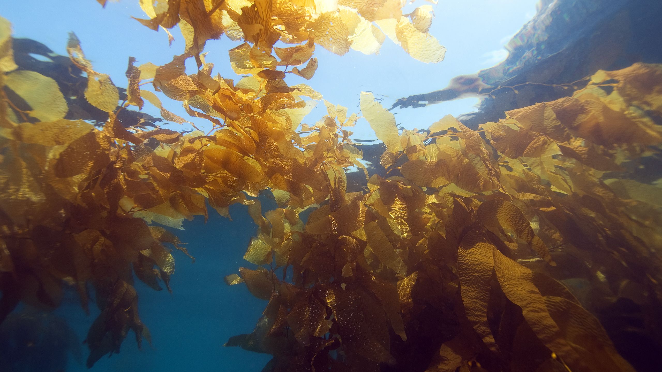 Underwater image of a kelp forest off the coast of California