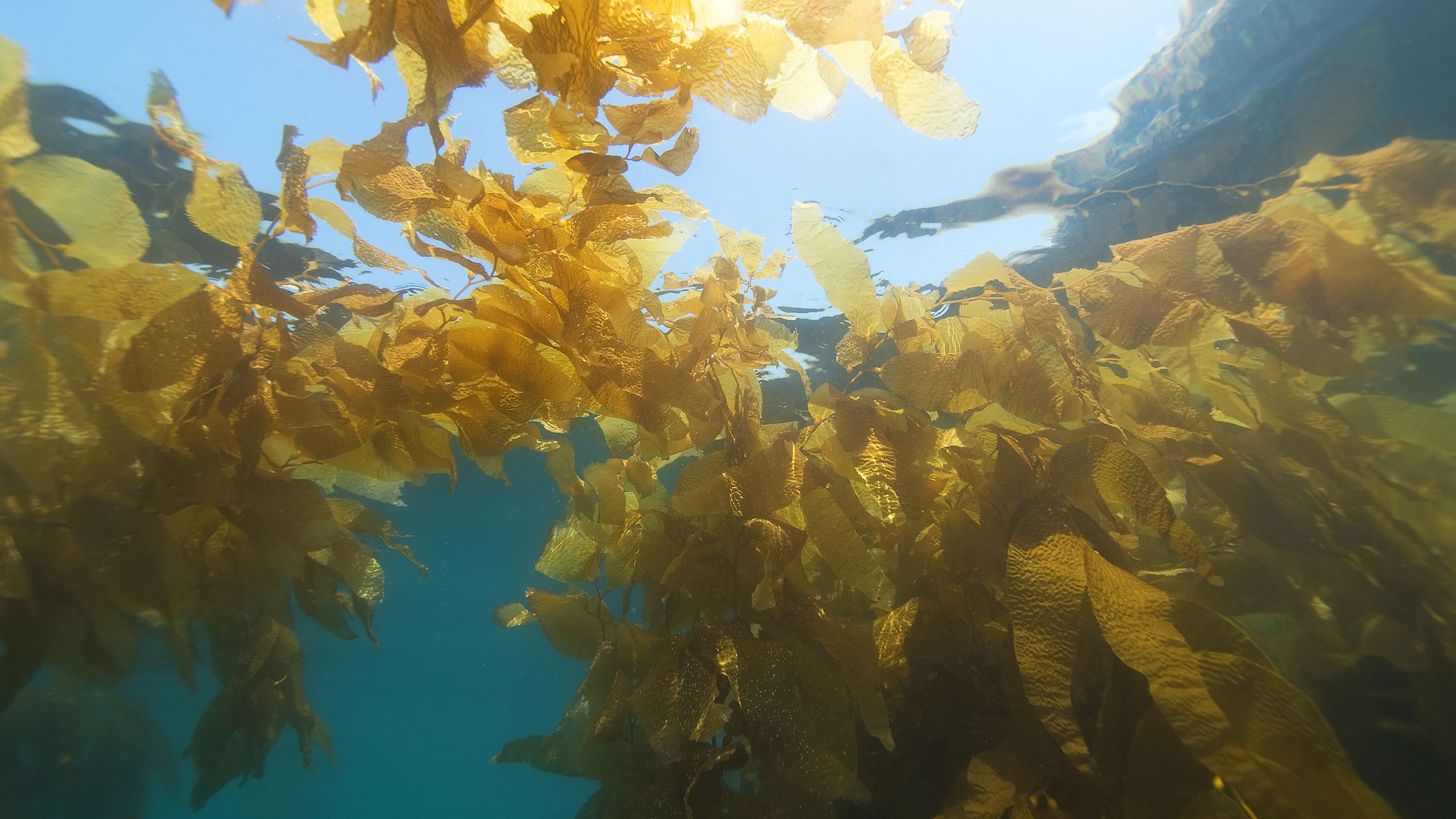 Underwater image of a kelp forest off the coast of California.