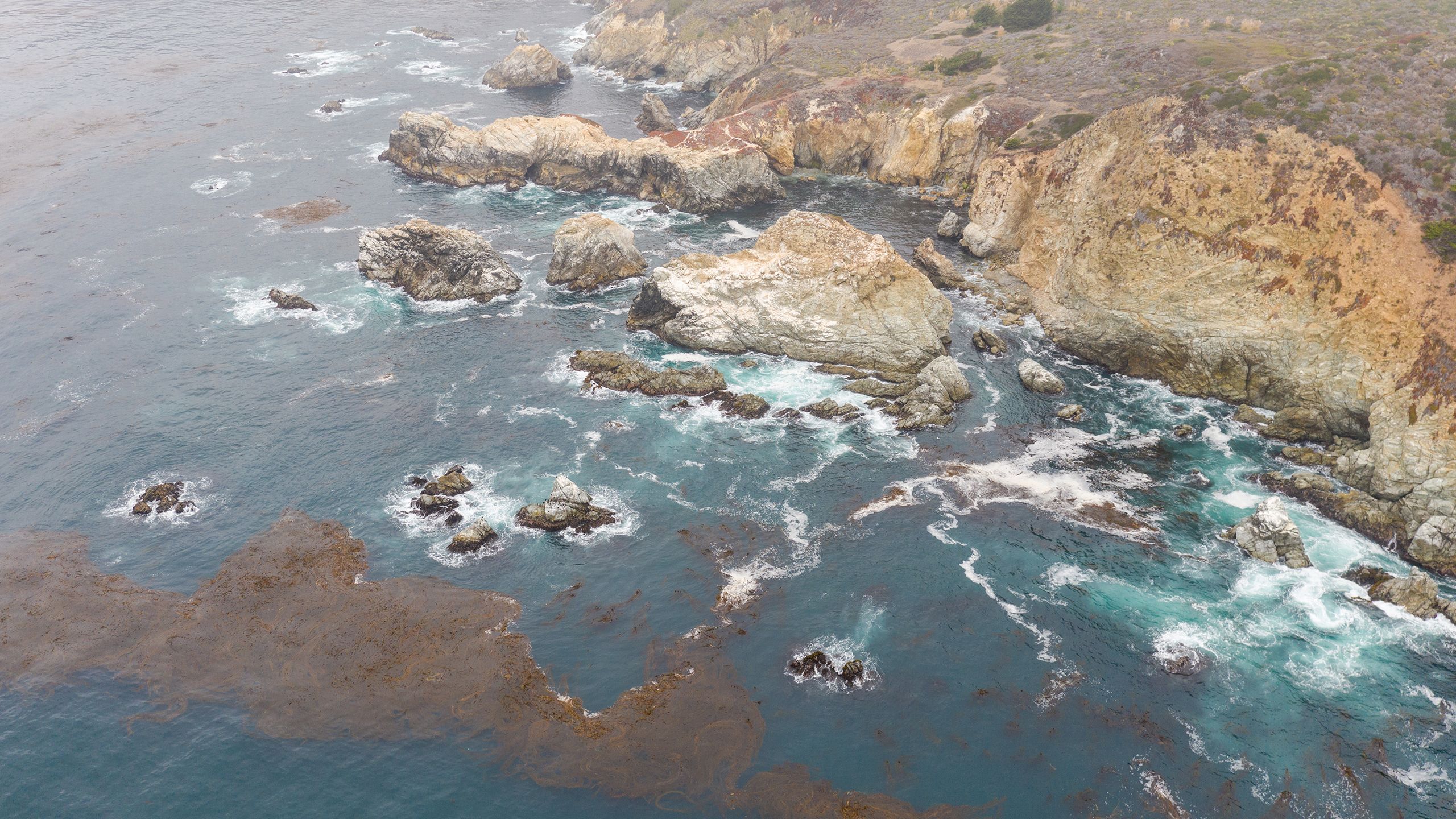 Aerial View of Kelp, Ocean, and Rocky Northern California Coast Adobe Image By ead72