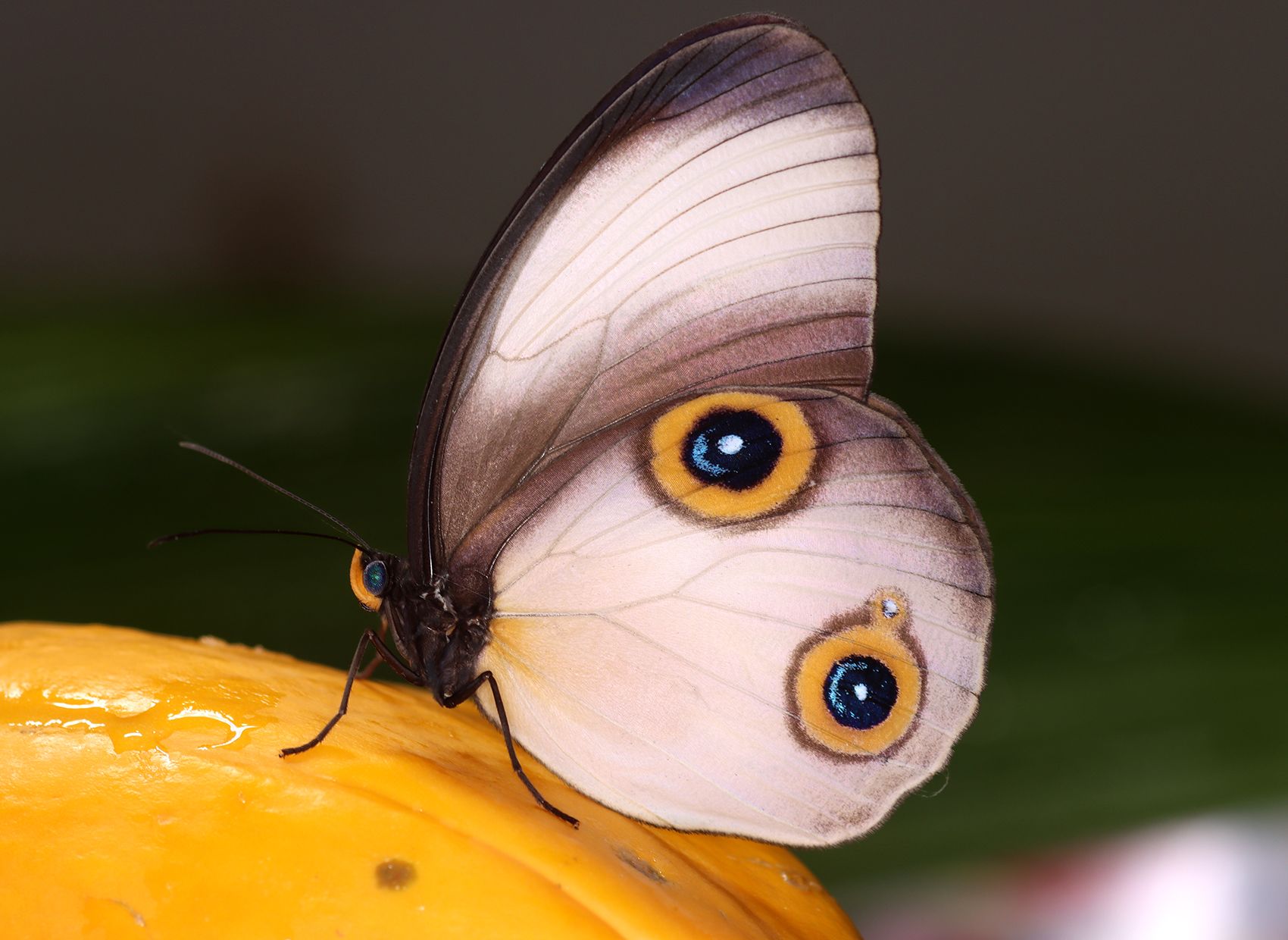 A white butterly with yellow and blue spots.