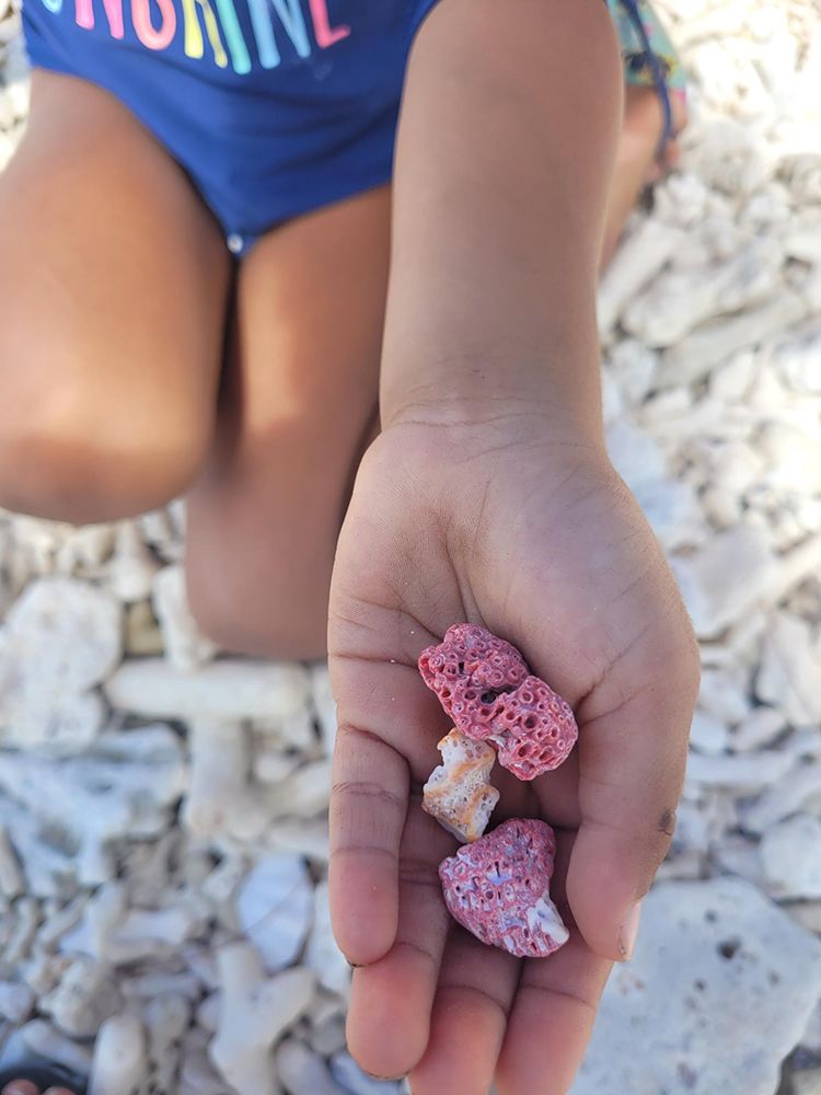 A hand holding small dried coral