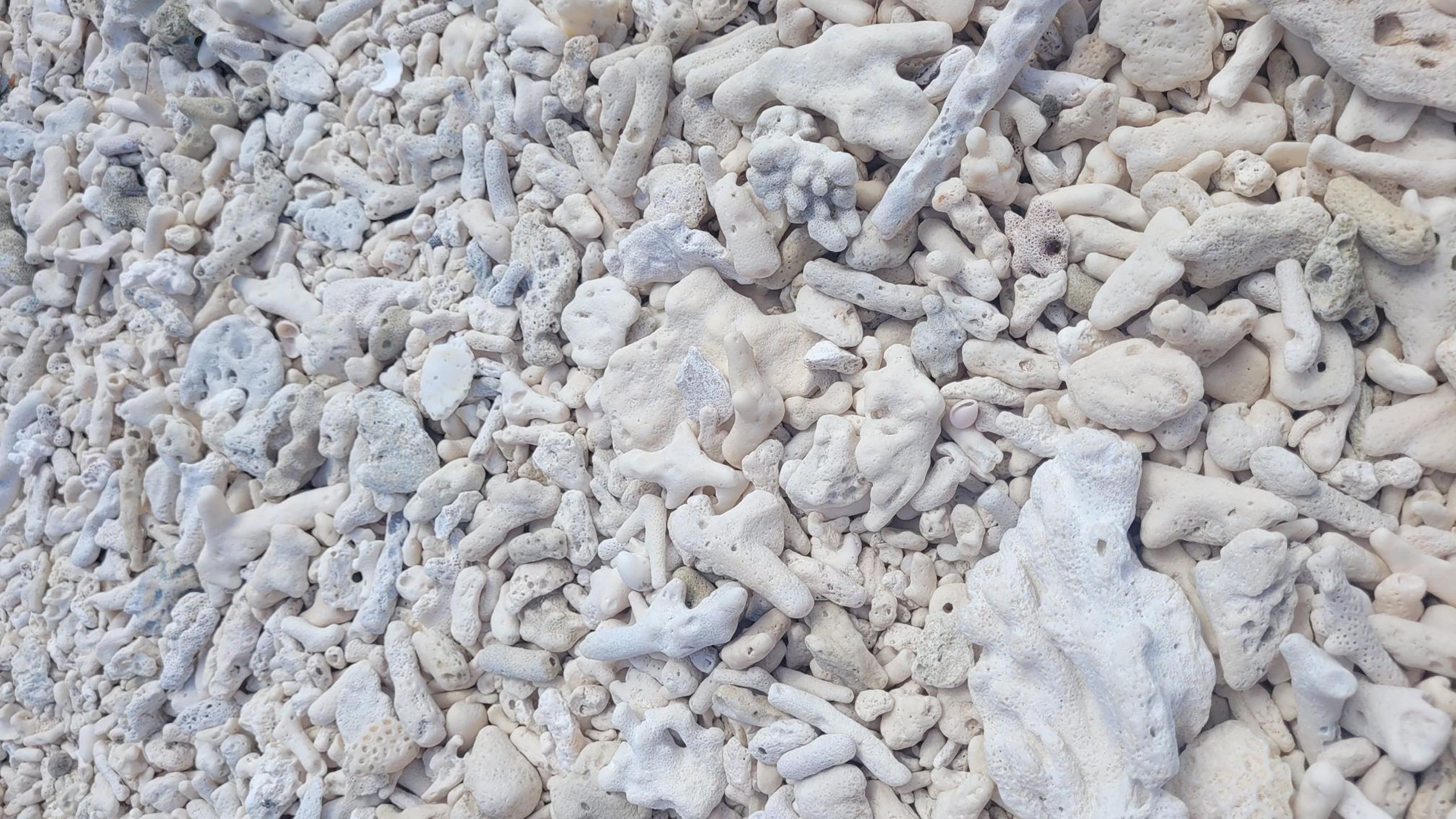 Many pieces of white dried coral laying on a beach