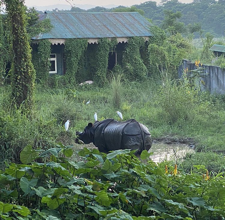 A rhinoceros in a small pond surrounded by long grass outside a building