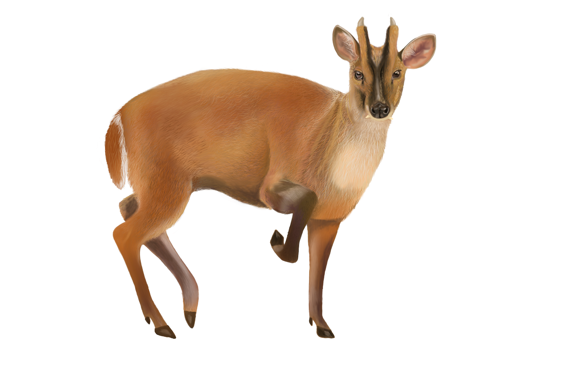 Drawing of a red muntjac