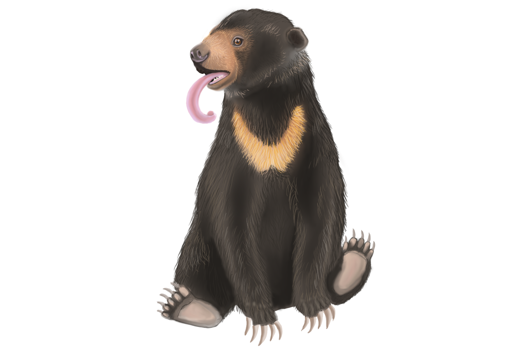 Drawing of a sun bear