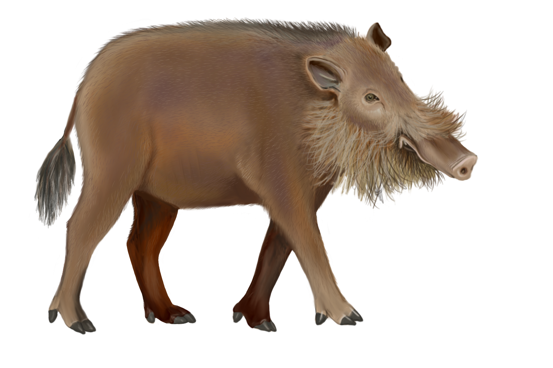 Drawing of a bearded pig