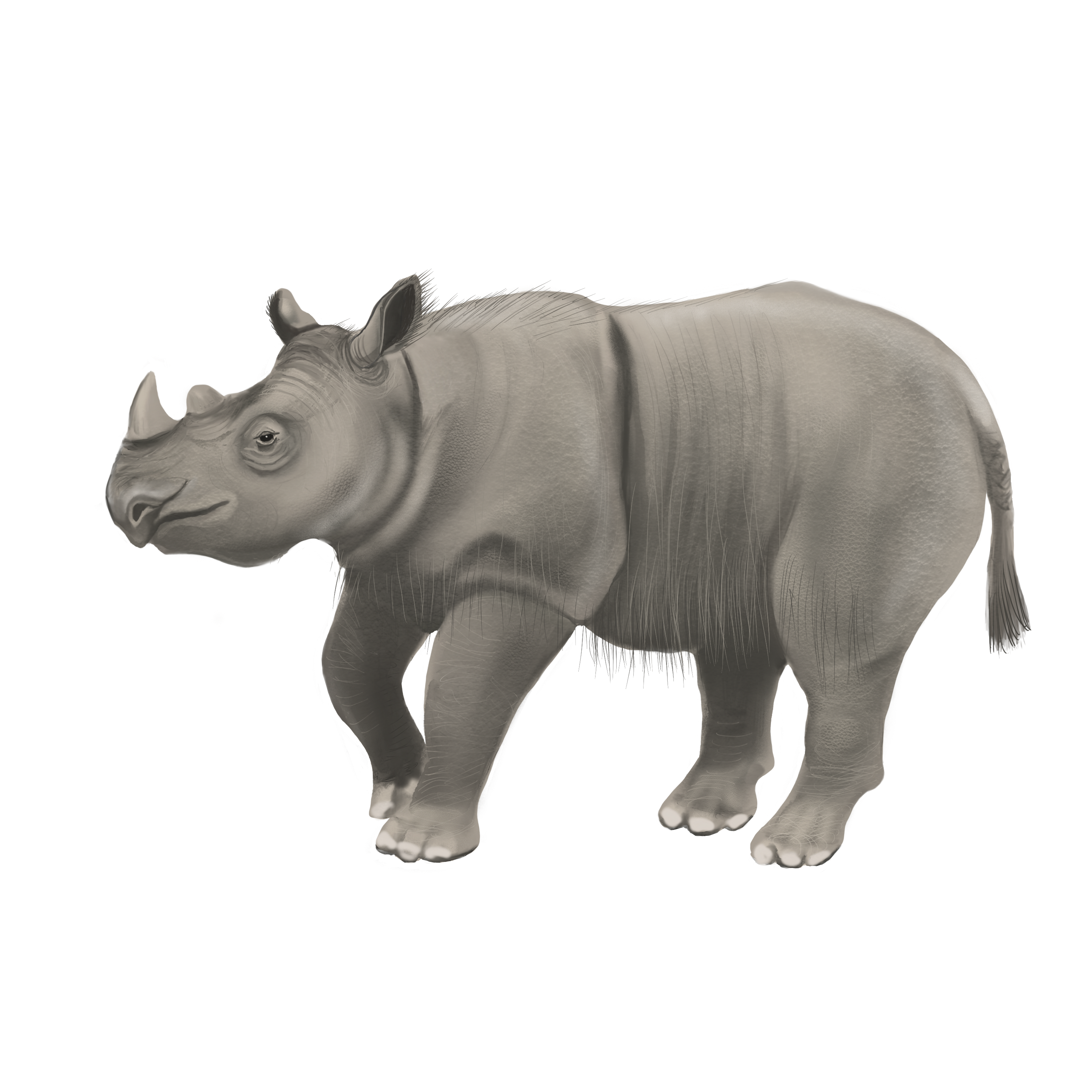 Drawing of a Sumatran rhino
