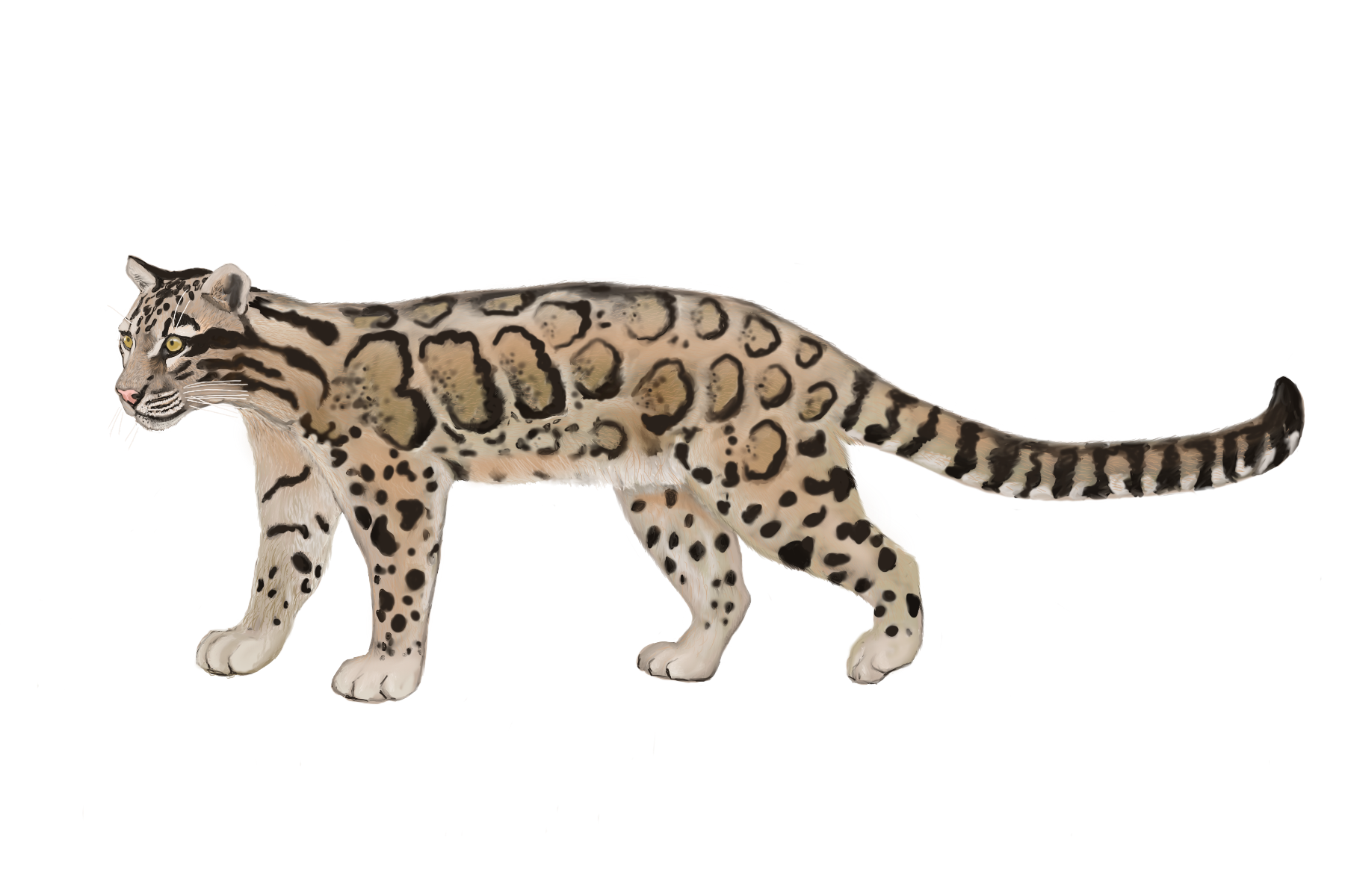 Drawing of a clouded leopard