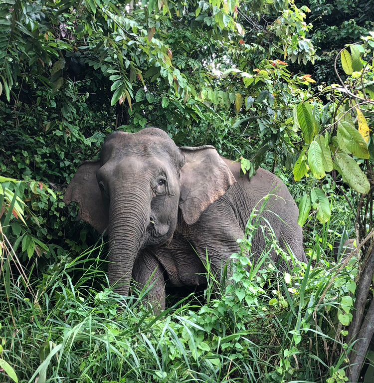 An elephant on the forest edge. Tall trees are above it and small shrubs and long grass are below it.