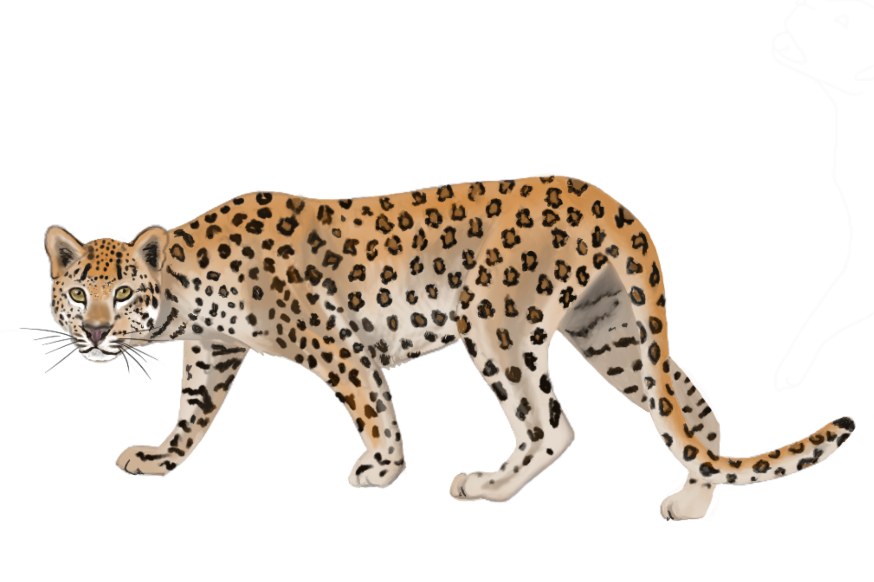 Drawing of a leopard light