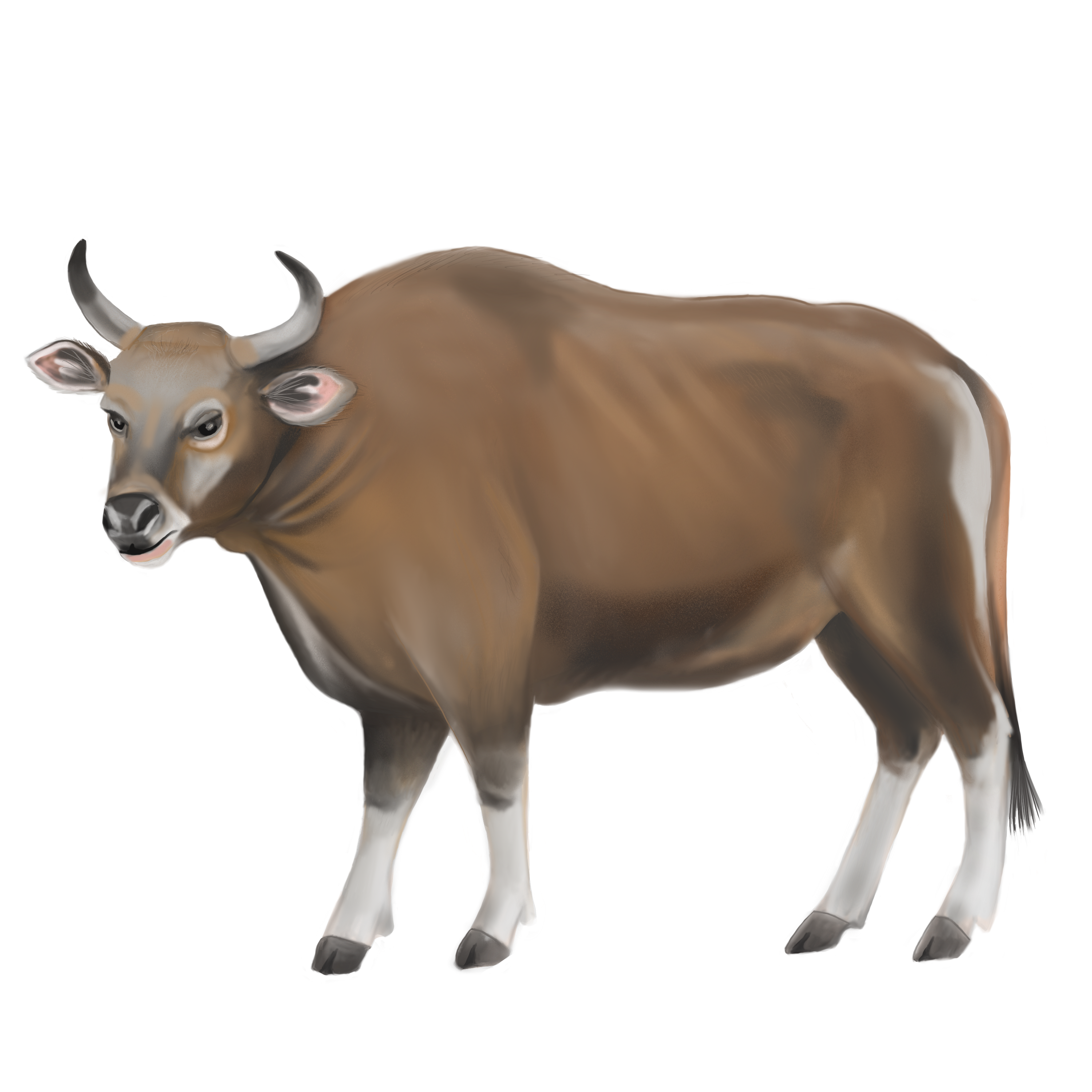 Drawing of a Banteng