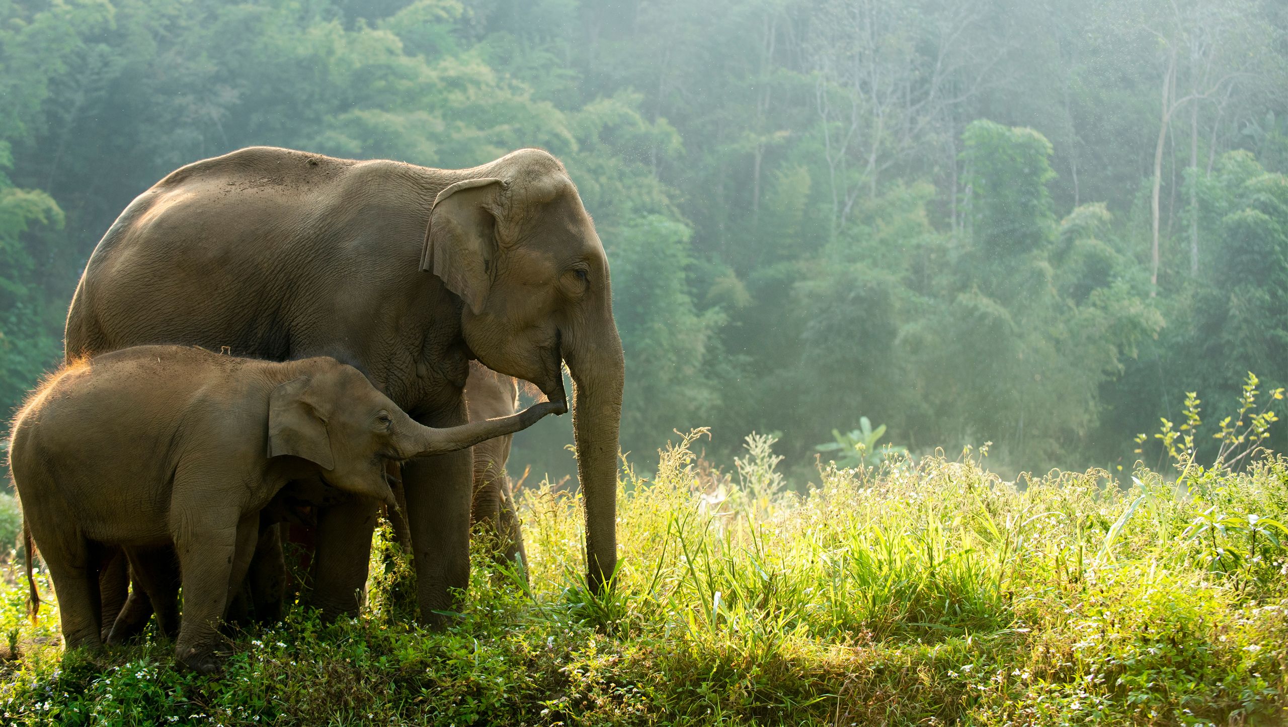 Two adult elephants and a baby elephant standing in long grass. A lush green forest is visible behind them.