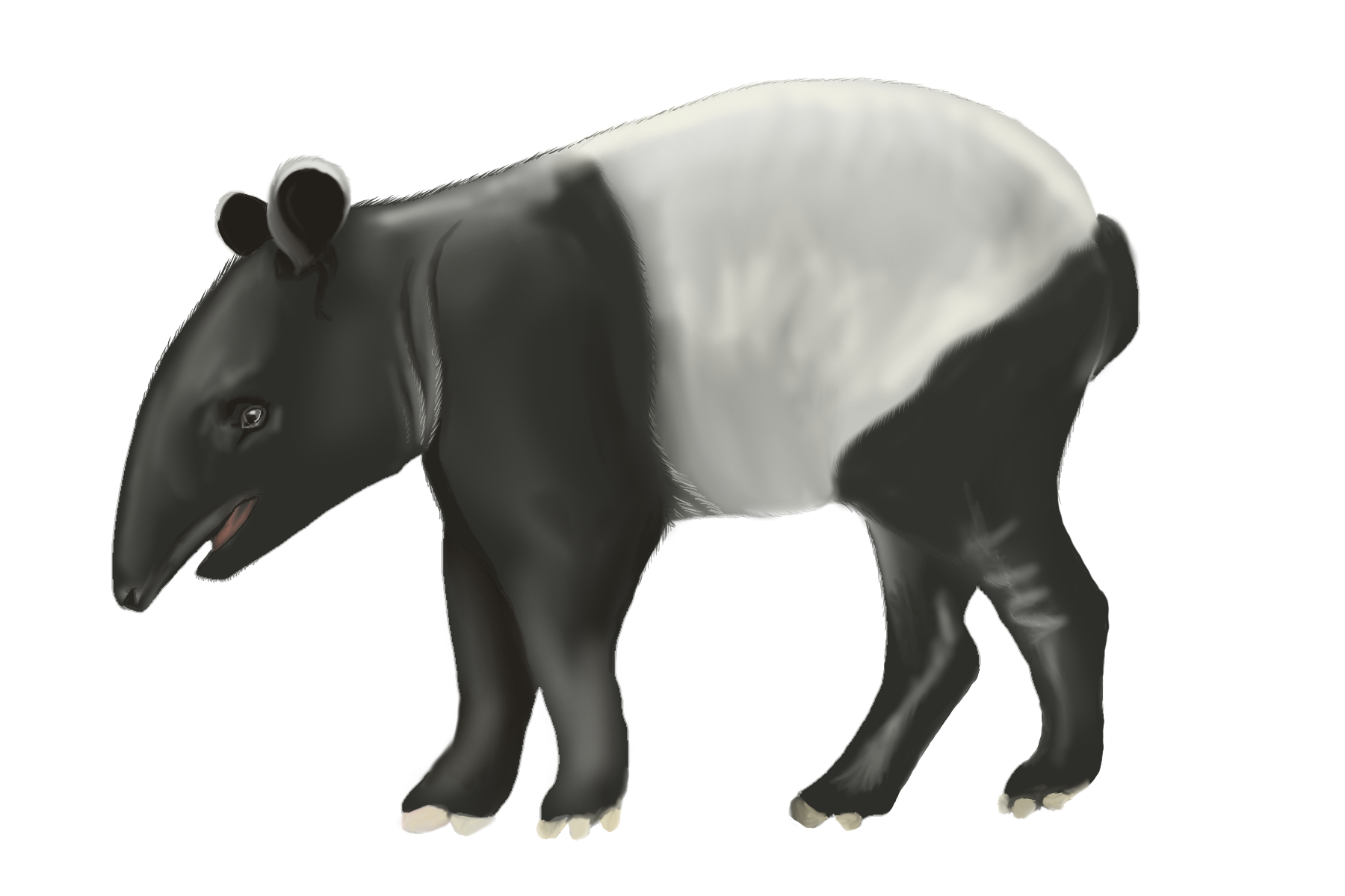 Drawing of a tapir