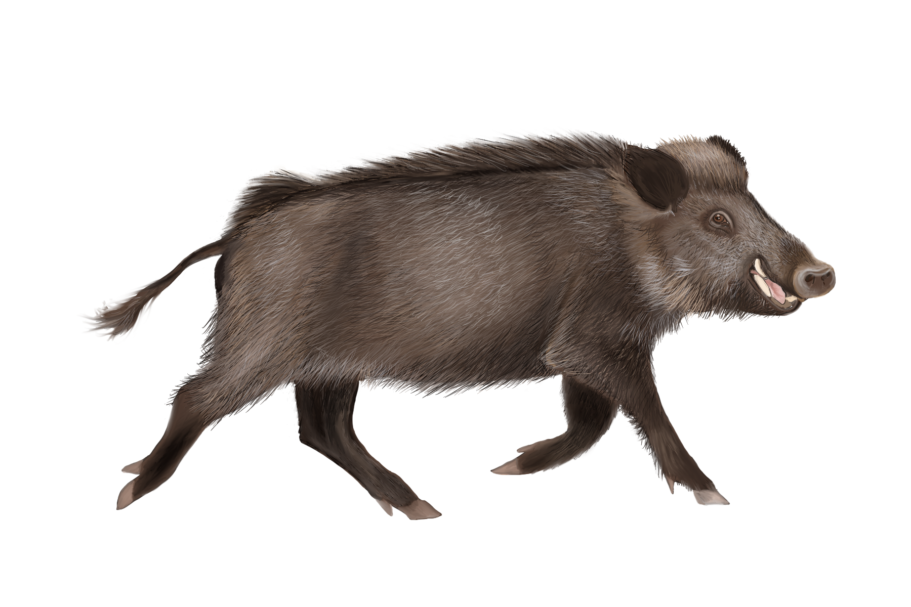Drawing of a wild boar