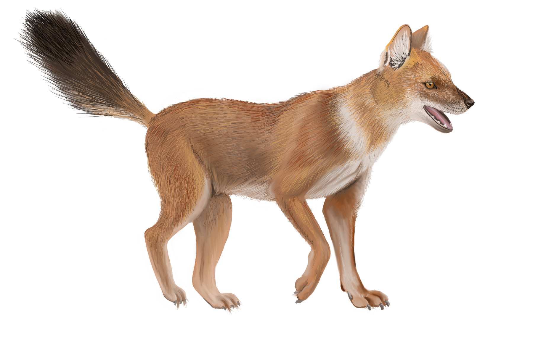 Drawing of a dhole