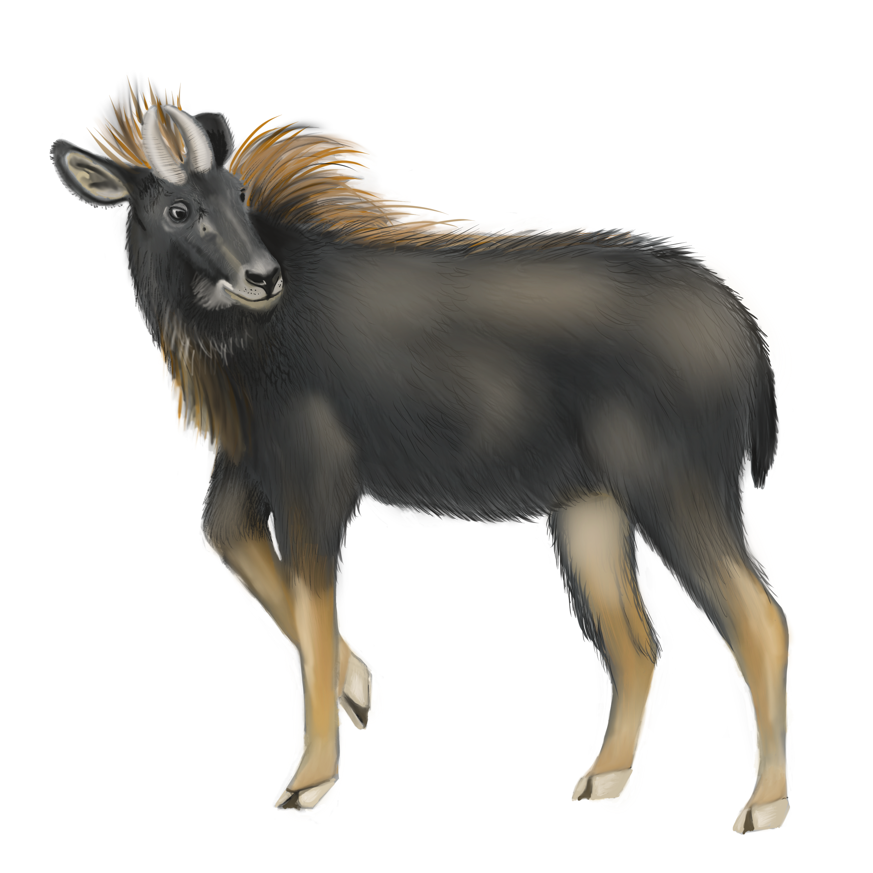 Drawing of a serow