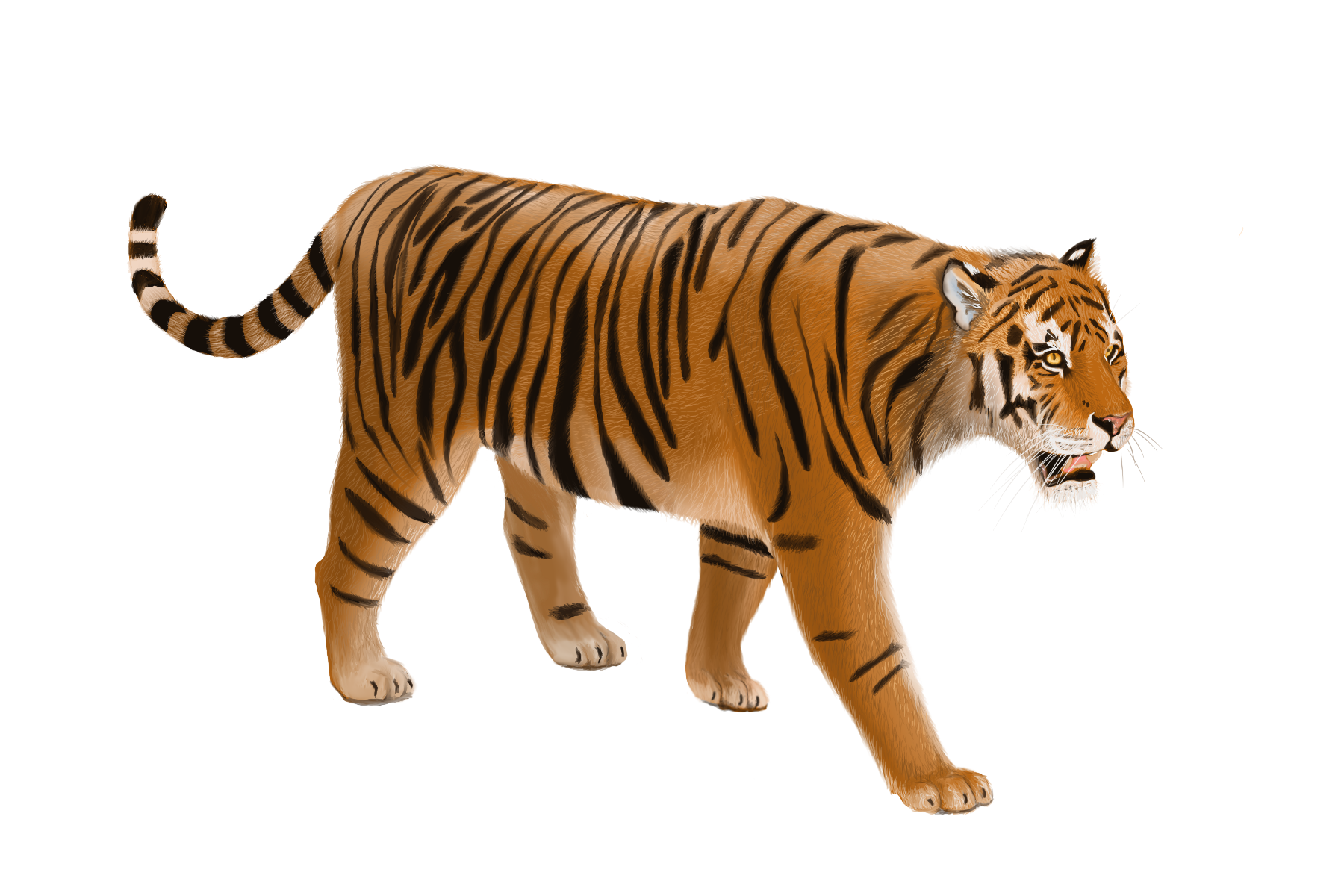 Drawing of a tiger