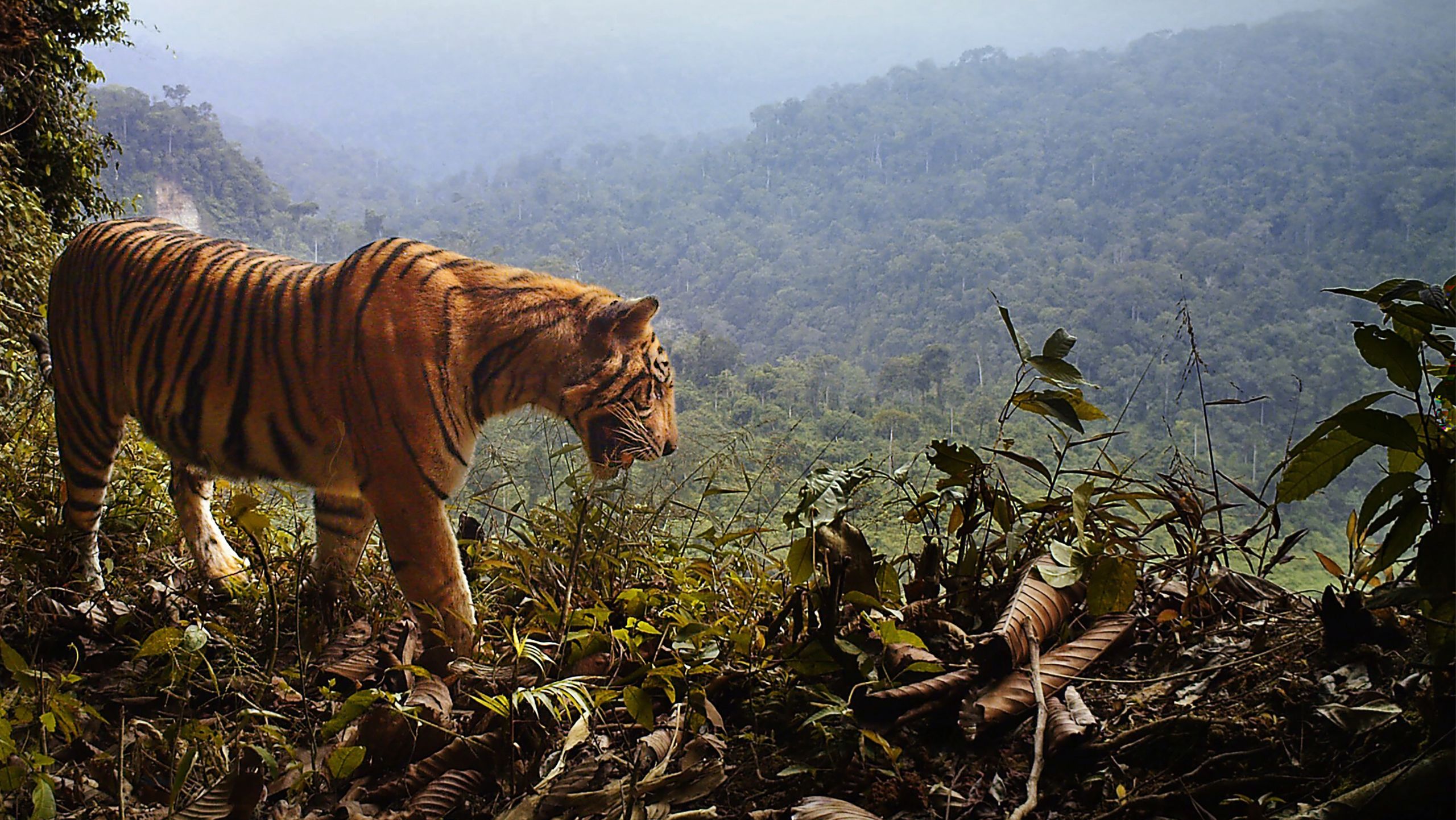 A tiger on a forest-covered mountain. Other tree-covered mountains are visible in the background.