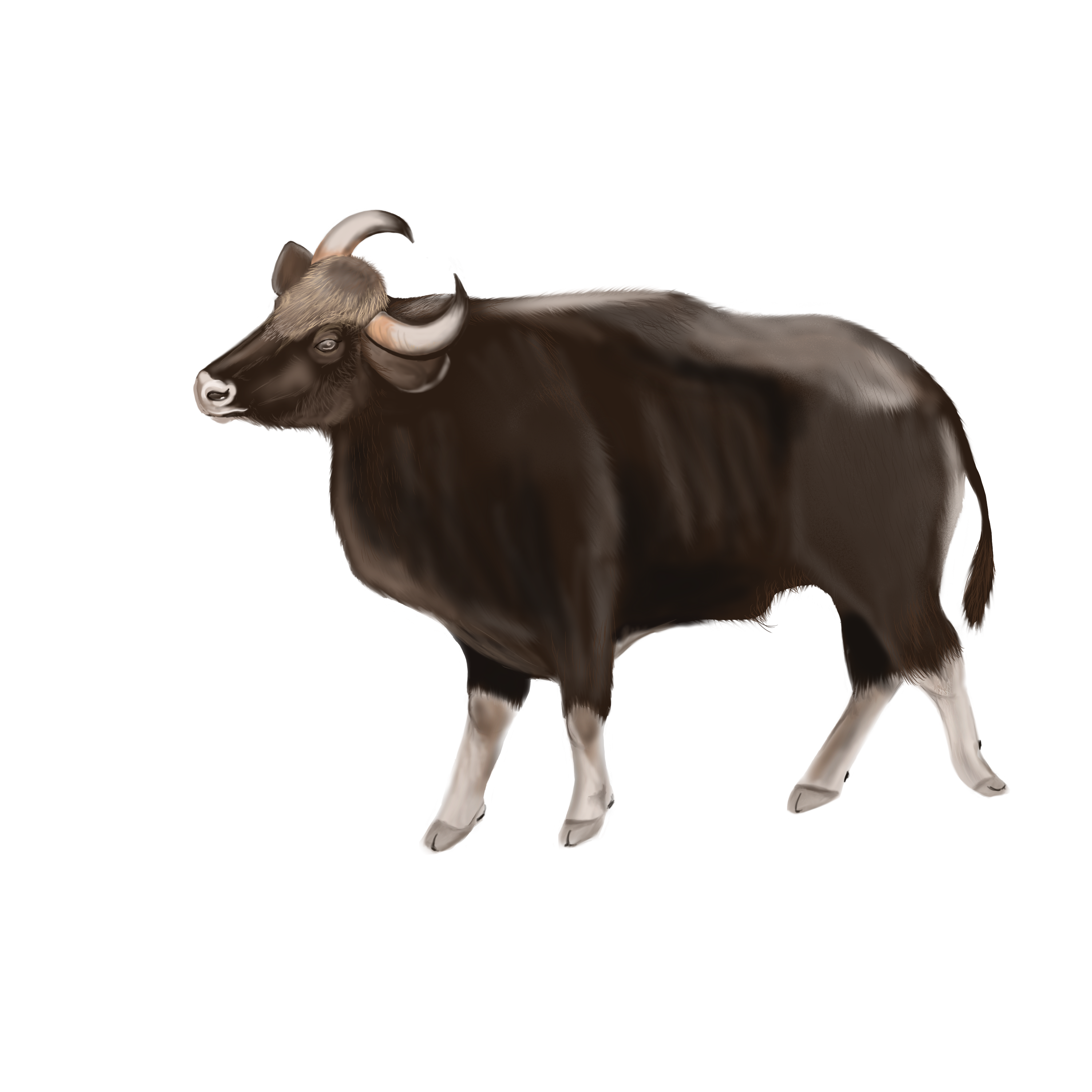 Drawing of a Gaur
