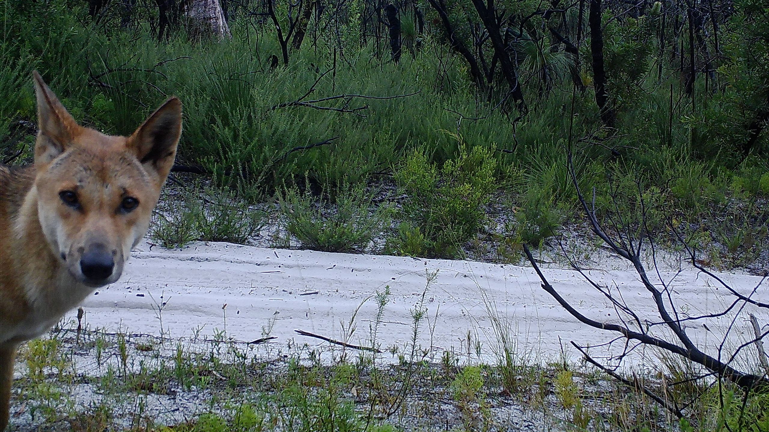 Dingo looking at the camera
