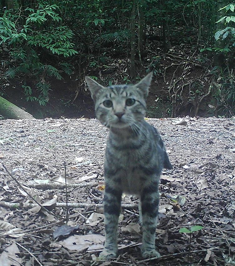 A feral cat in a dirt clearing in the bush looking at a camera.