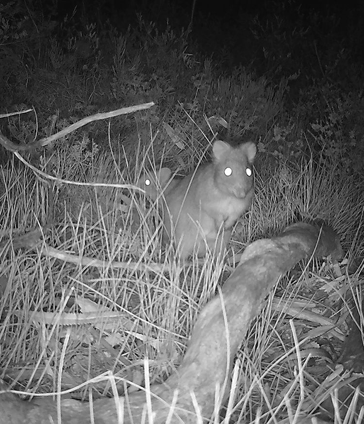 A mother and baby potoroo at night. Their eyes are glowing in the light from the camera.