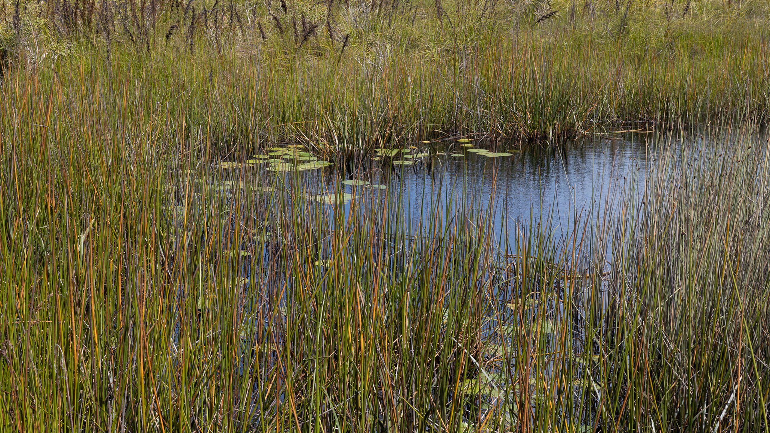 A freshwater swamp on Minjerribah/North Stradbroke Island