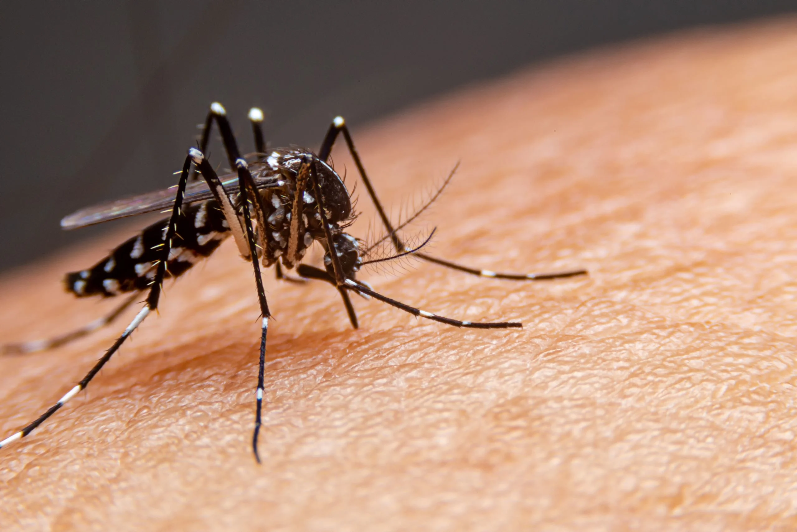 A close-up of a mosquito on a person's skin sucking blood