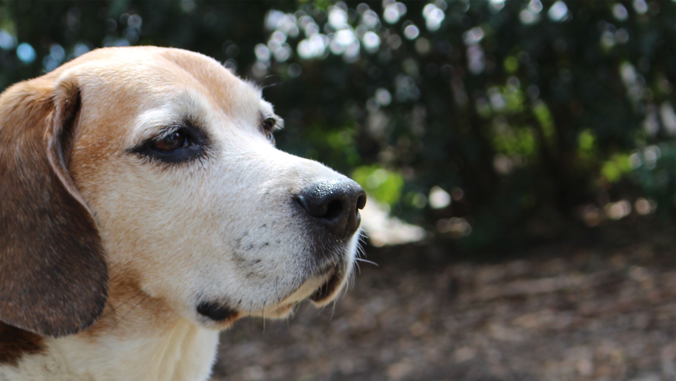 Hoover the beagle