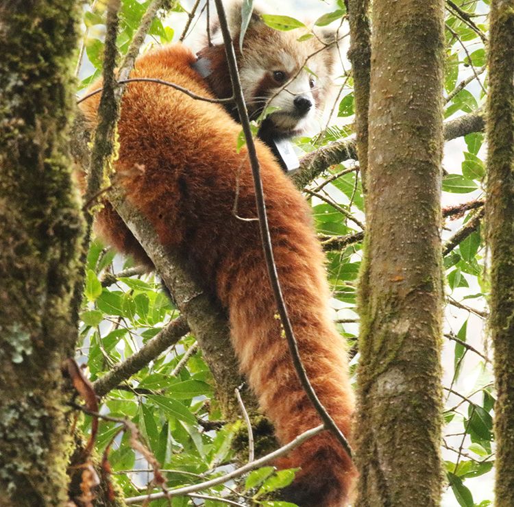 Red panda climbing a tree