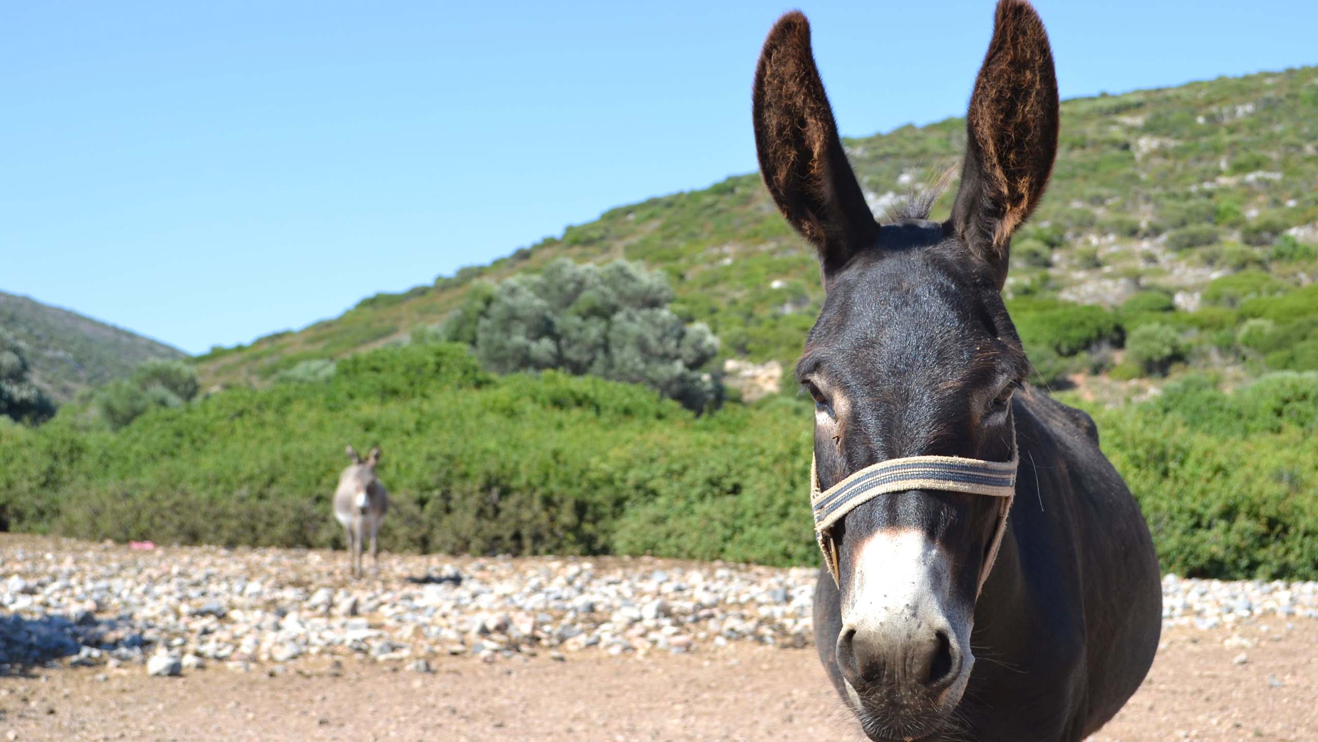 A black donkey with a white nose standing on a dirt ground covered in rocks. A mountain covered in tufts of grass is behind the donkey.