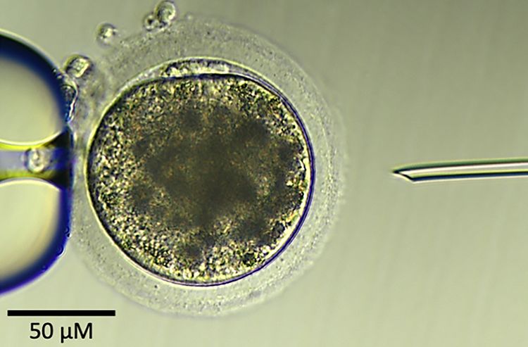 A microscopic image of a donkey egg