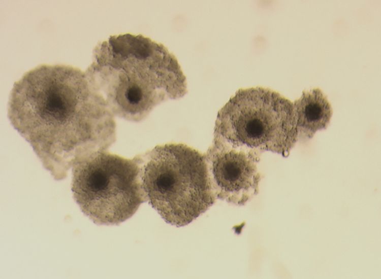 A microscopic image of seven donkey eggs. Each egg is surrounded by a thick cluster of cells.