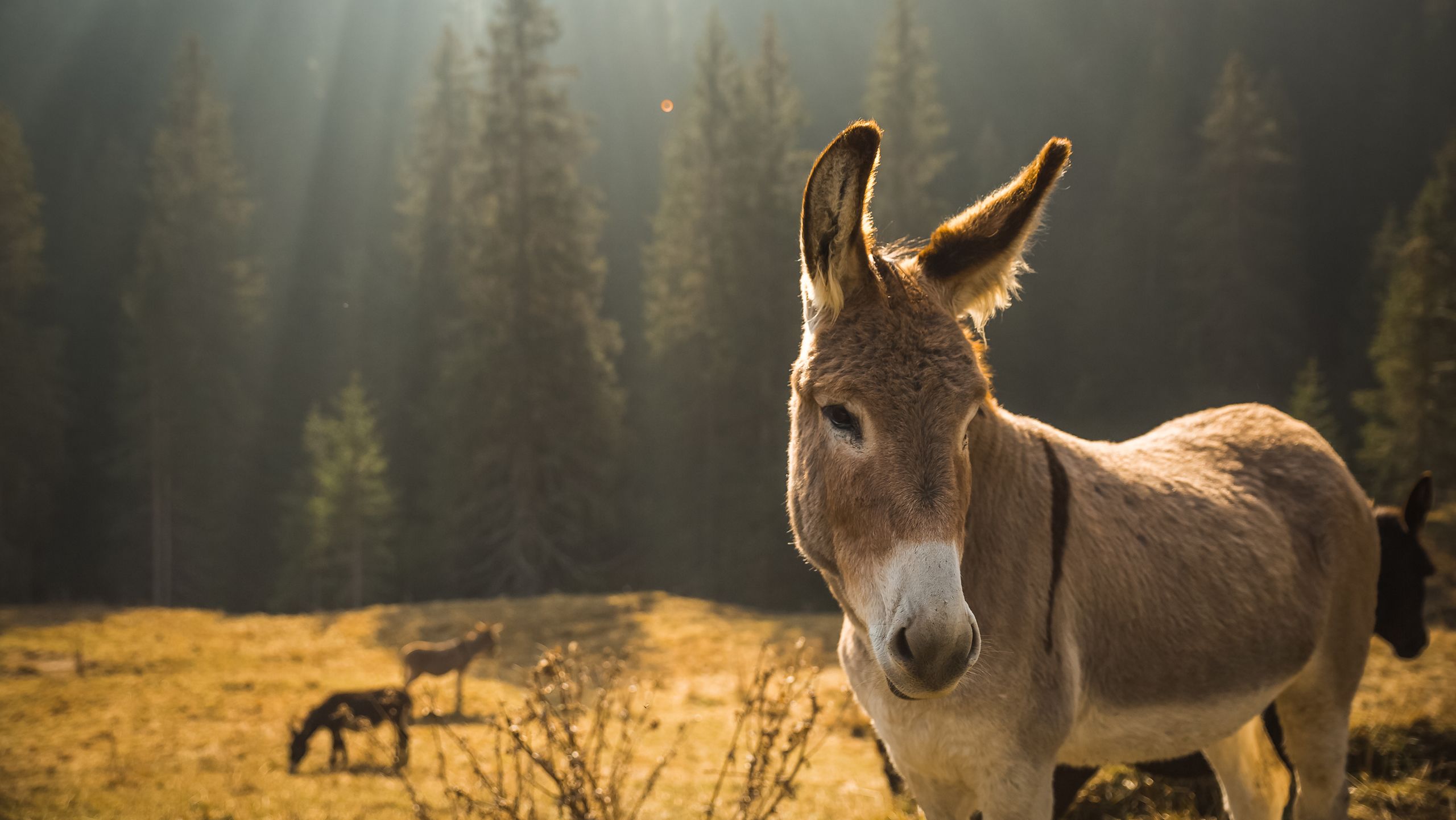 A grey-brown donkey with a white nose standing in a field in front of tall fir trees. Other donkeys are visible in the background.