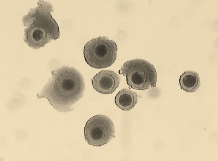 A microscopic image of eight donkey eggs