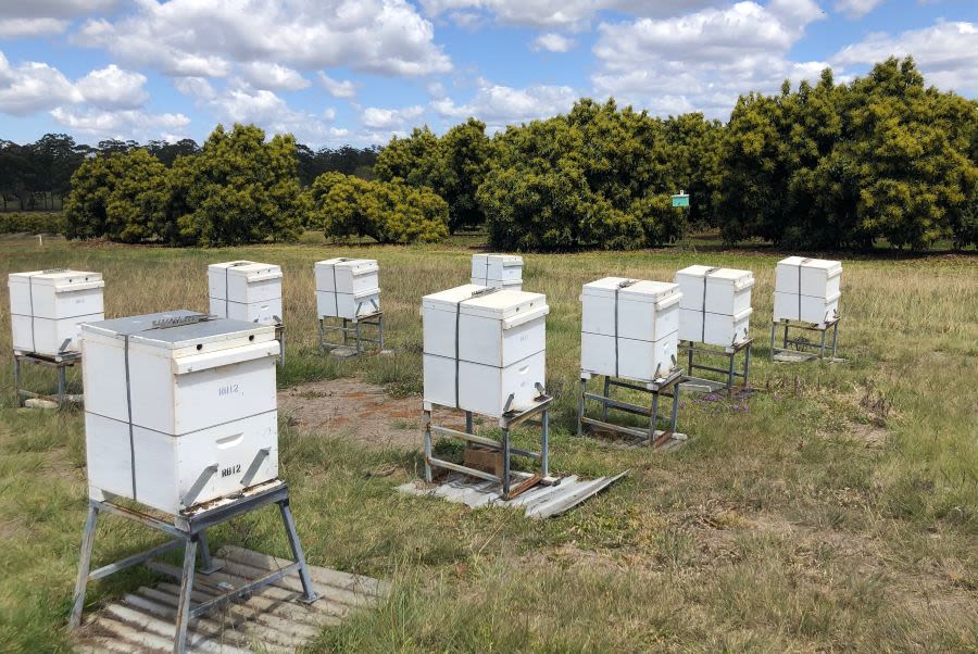 Nine white boxes on metal legs stand in a grassy area with large dark green leafy trees in the background