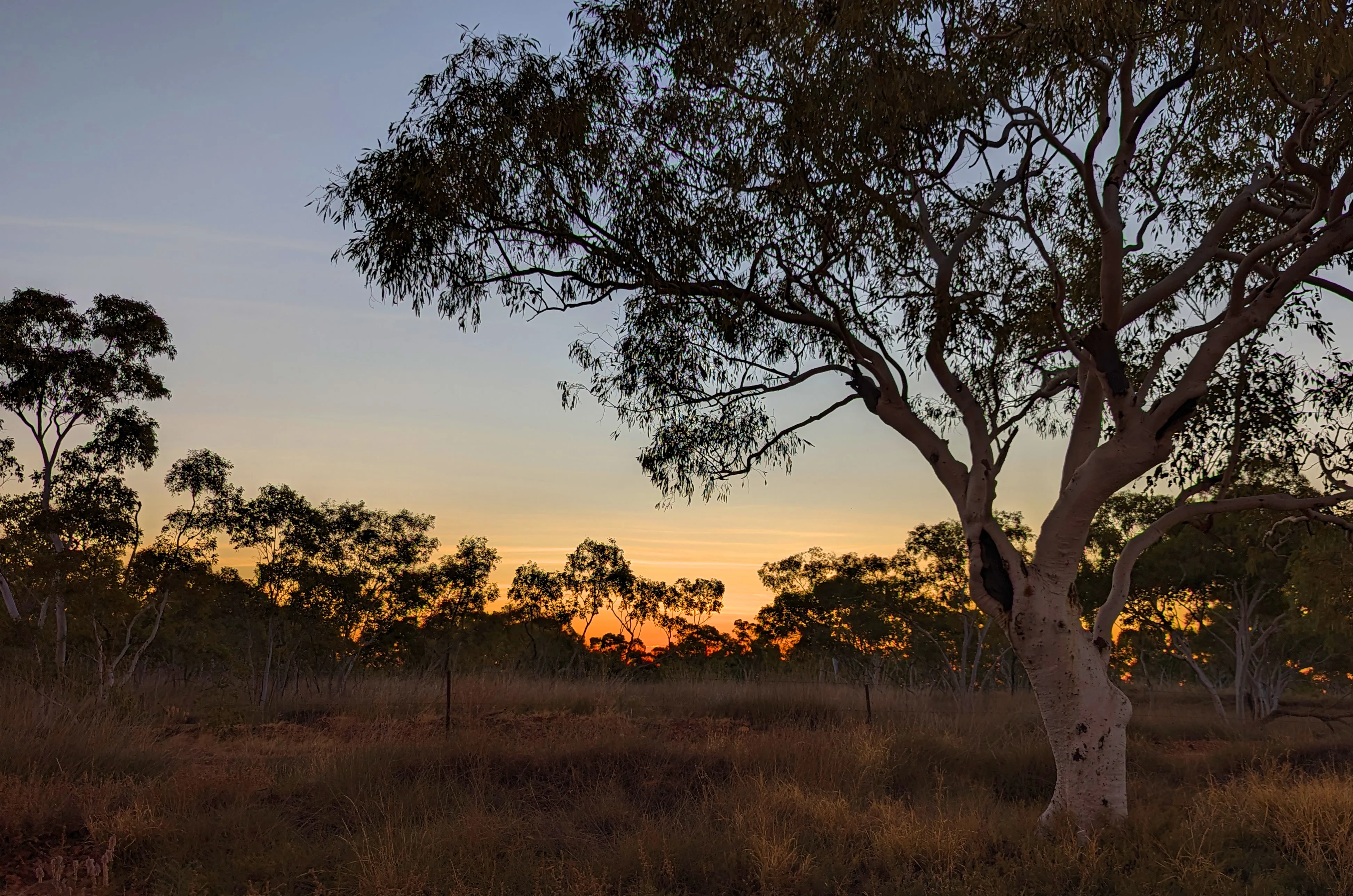 Trees silhouetted against a sunset sky